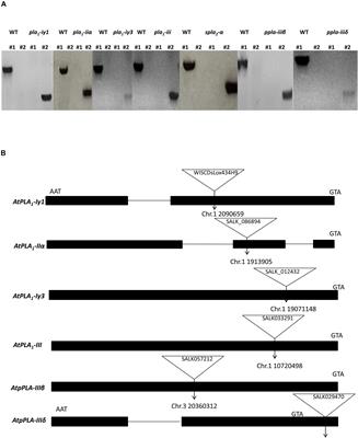 Identification of Arabidopsis Phospholipase A Mutants With Increased Susceptibility to Plasmodiophora brassicae